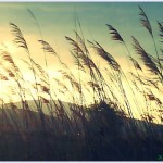 0000762279_l_0_94pg5s