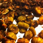 1424338_10202748201171170_1904384550_n