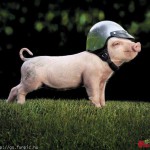 1481358_645398182179482_1866290705_n