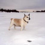 1546112_491751497613289_135018087_n