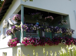 balkon pun cvijeća u Stružcu