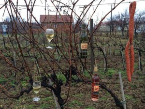 2016_01_18_vinkovo_ilok_490_1