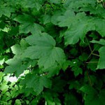 240px-Acer-pseudoplatanus