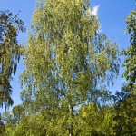 240px-Betula_pendula_001