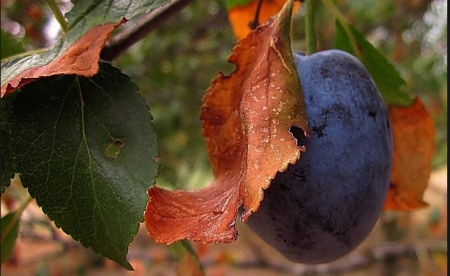 578545_343176799109528_1491272993_n