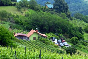 Mjesto druženja vinogradara