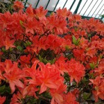 Detalj - Kraljevi vrtovi 2