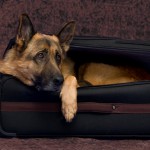 Es-geht-eine-Traene-auf-Reisen-a19468598