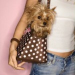 Fotolia_2962754_hund-handtasche-iofoto-600_img_308x0-224x300