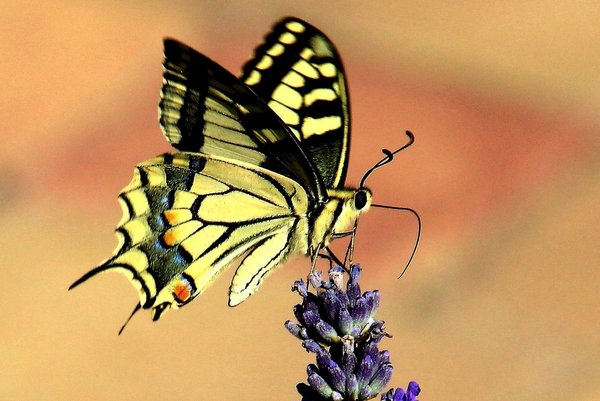 IMG_2419 Lastin rep Schwalbenschwanz Papilio machaon