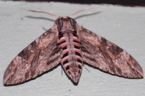 IMG_4123_Ljiljak_Windenschwaermer_Agrius convolvuli