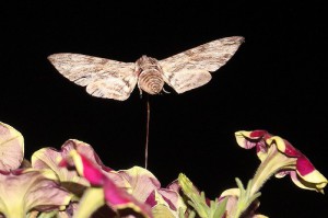 IMG_4231_Ljiljak_Windenschwaermer_Agrius convolvuli