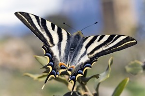 Iphiclides_feisthamelii_male