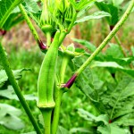 OKRA