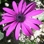 Savrseni_cvjetic-Marija_Rozic