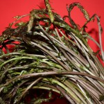 Tamus_Communis_-_Kuke