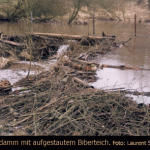 biber_Damm