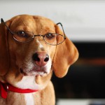dog-wearing-glasses