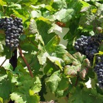 -glavne-znamenitosti-Stara_trta3_Slovenia_Slovenija_Maribor_Pohorje_Marko_Petrej