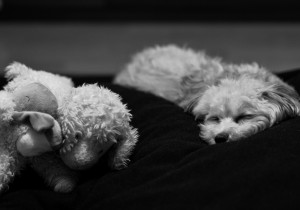 wenn-hunde-schlafen-gehen-dba1093e-8233-4e53-bae5-e1fcae10be6f